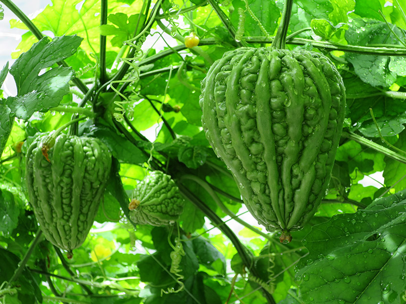 broad-shoulder bitter gourd