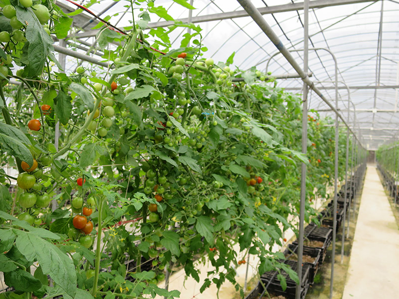 Greenhouses