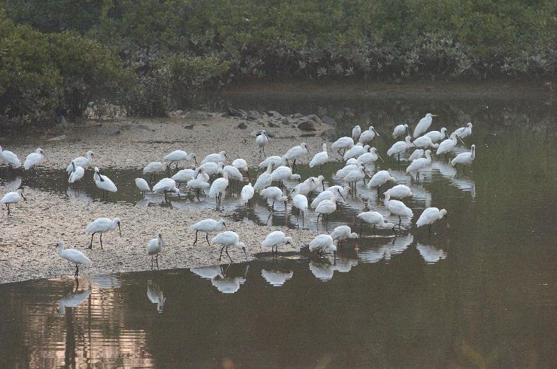 黑臉琵鷺 Black-faced spoonbills