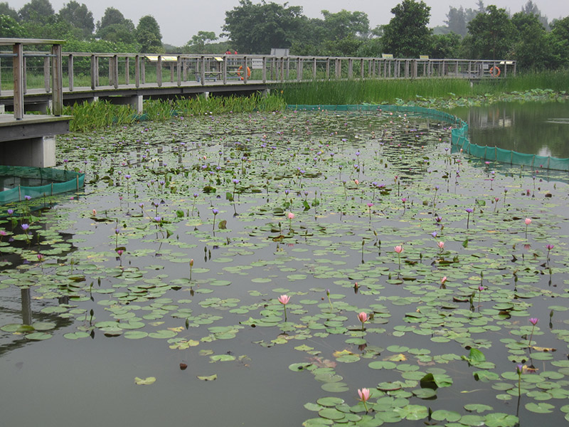 濕地公園荷花池 Lotus pond at Wetland Park