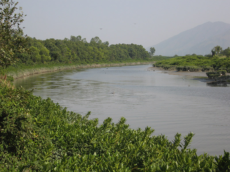 天水圍紅樹林 Mangrove at Tin Shui Wai