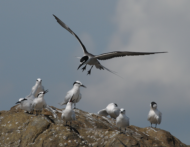 褐翅燕鷗 Bridled Tern