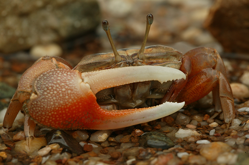 招潮蟹Fiddler Crab