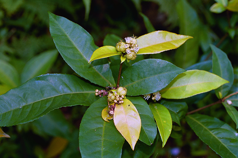 香港巴豆 Croton hancei