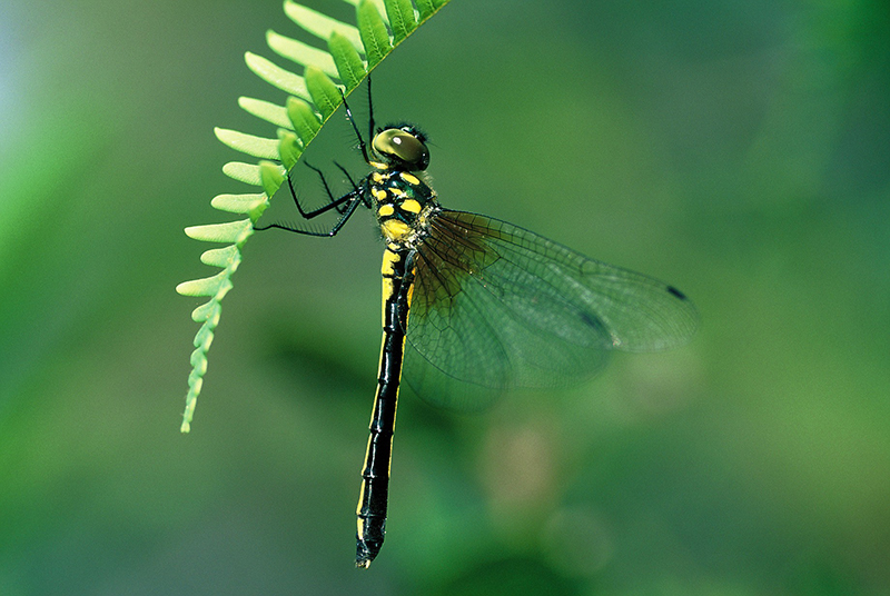 伊中偽蜻 Macromidia ellenae