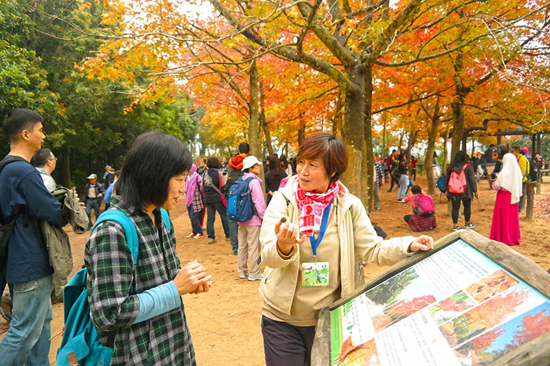 大棠红叶导赏 大棠红叶导赏 Tai Tong Red Leaves Guided Tour