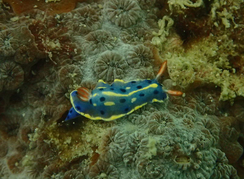 珊瑚礁普查記錄指標品種－裸鰓海蛞蝓 Nudibranch, an indicator species recorded in the Reef Check