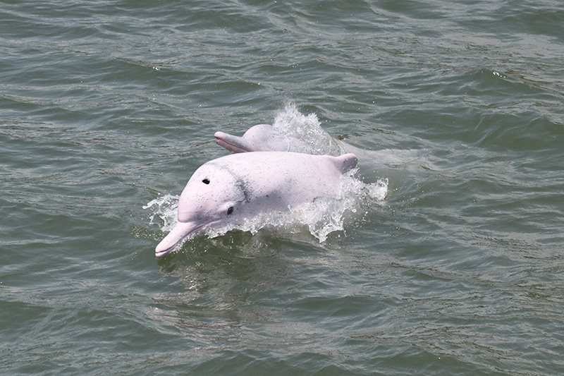 中华白海豚 Chinese White Dolphin