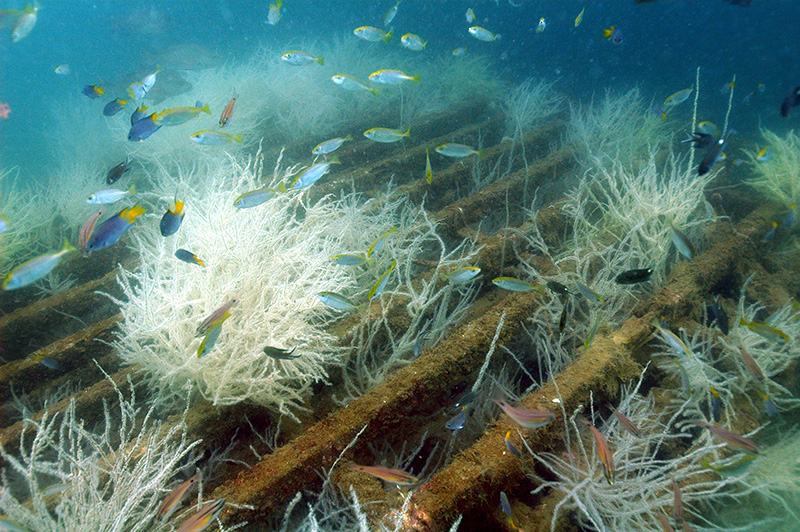 人工魚礁為魚類提供庇護和棲身之所 Artificial reefs provide protection and shelter for fish