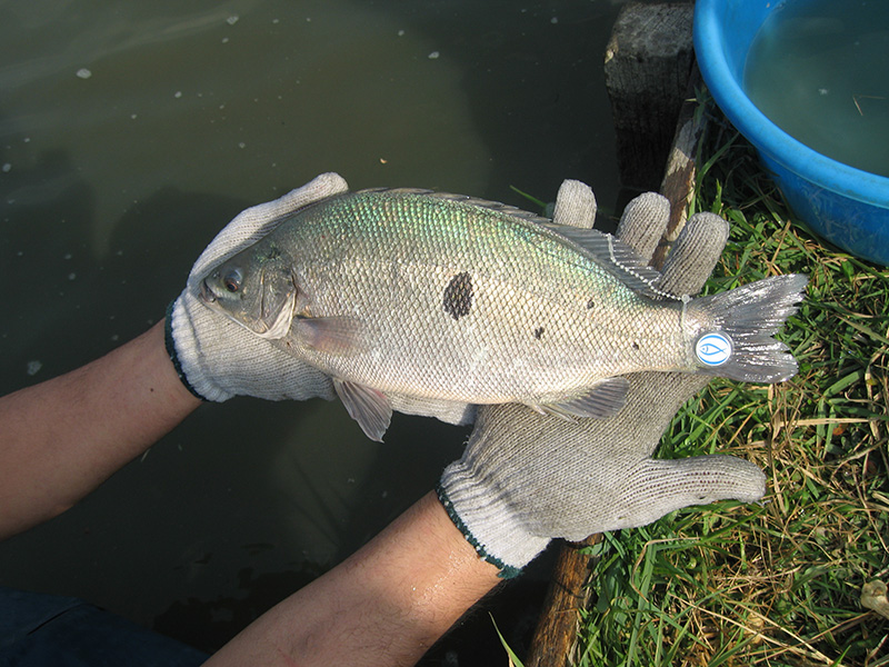 漁護署與魚類統營處合作推廣本地漁產品 The Department works together with the Fish Marketing Organization to promote local fisheries products