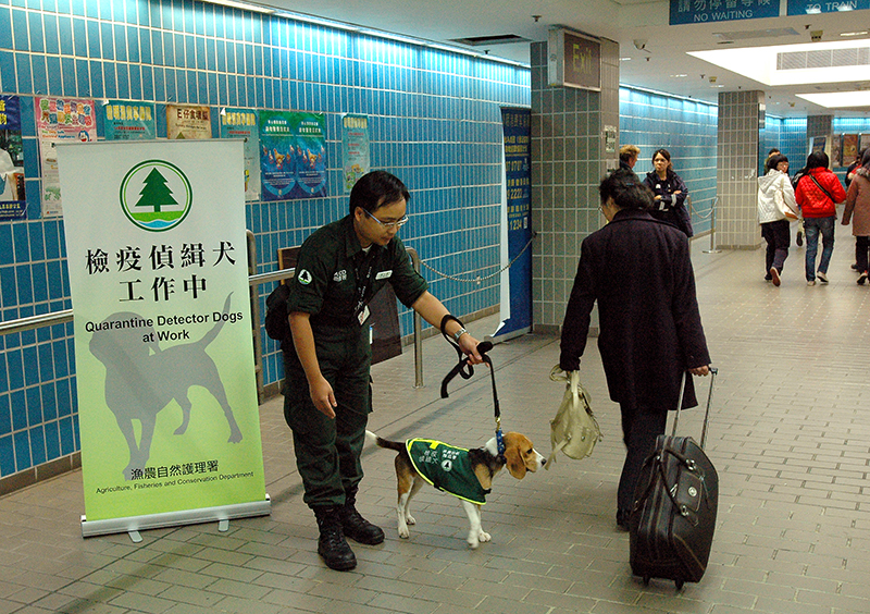 執勤中的檢疫偵緝犬 Quarantine Detector Dog on duty