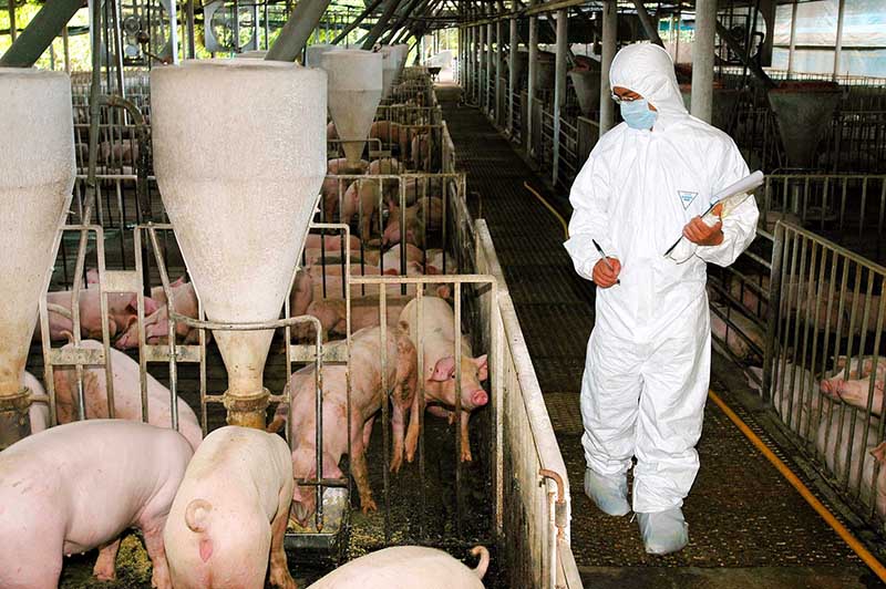 巡查豬場 Pig farm inspection