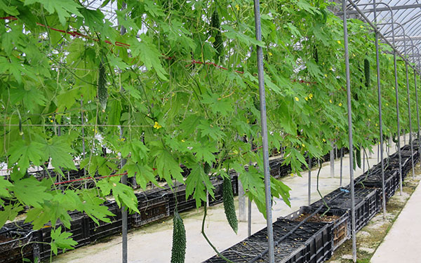 Greenhouses