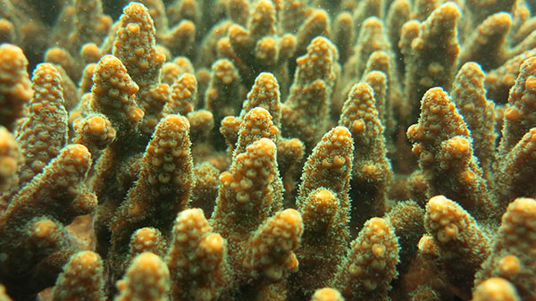 Conservation of corals