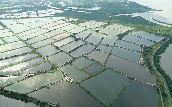 新界西北部內陸魚塘