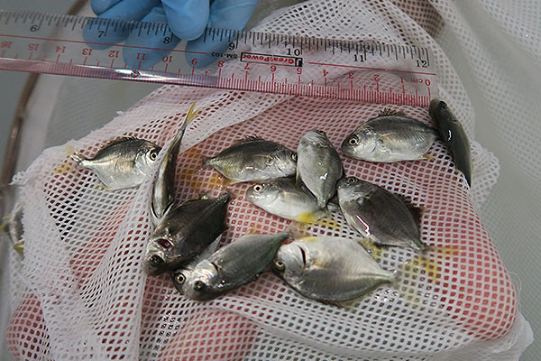 Black seabream and pompano fish fry