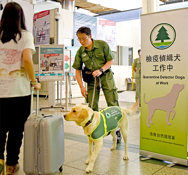 執勤中的檢疫偵緝犬