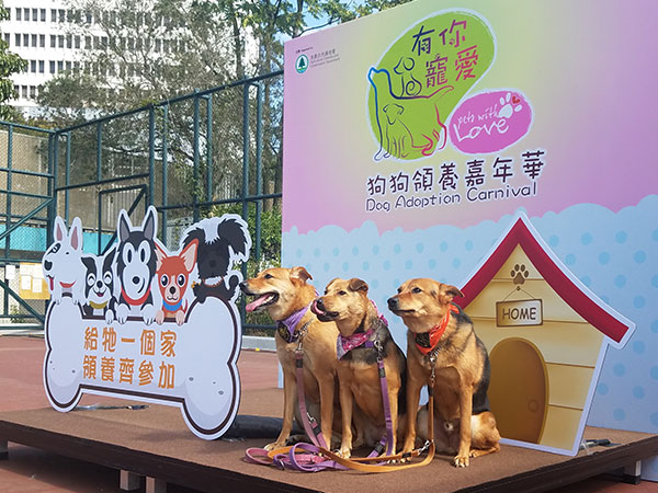 Dog Adoption Carnival