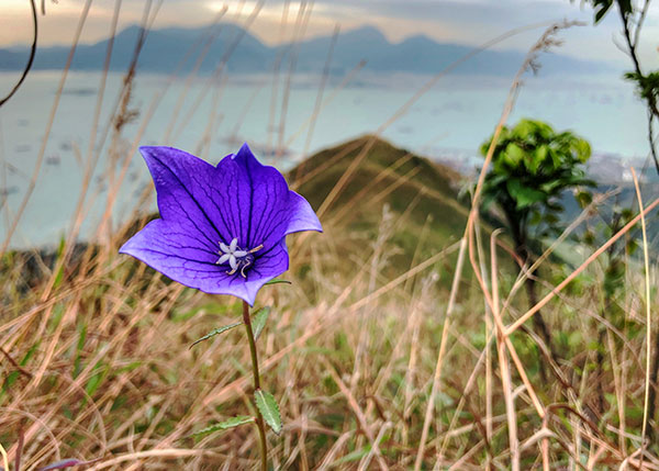 Platycodon grandiflorus