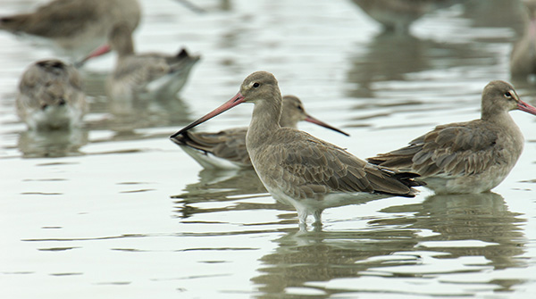 水鳥普查