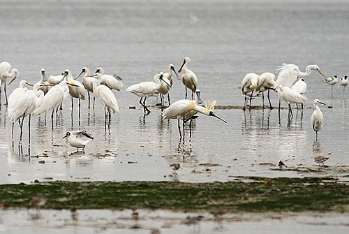 Black-faced spoonbills