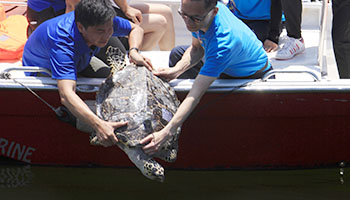 Green turtle released