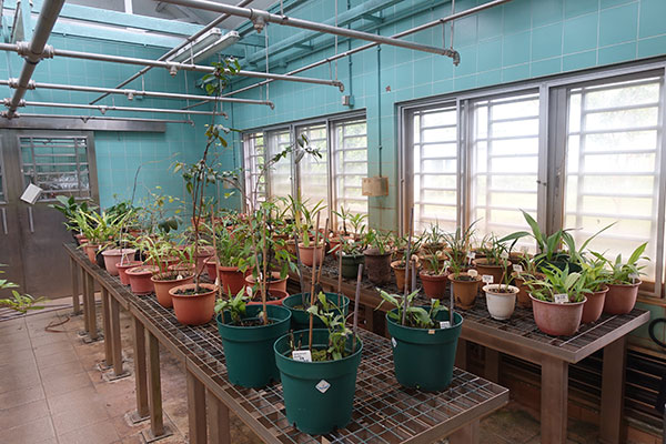The Greenhouse of the Field Investigation Unit (FIU) at the Tai Tong Nursery