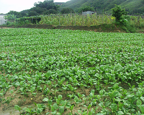  圖 