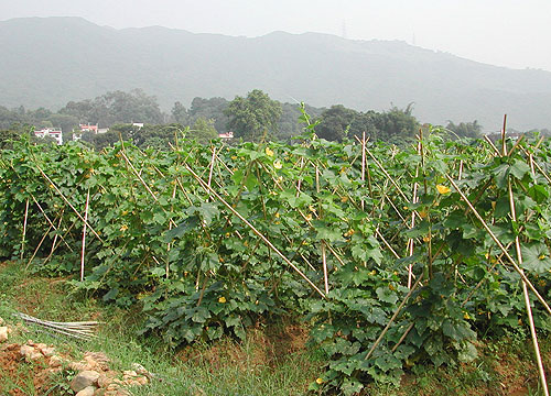  圖 