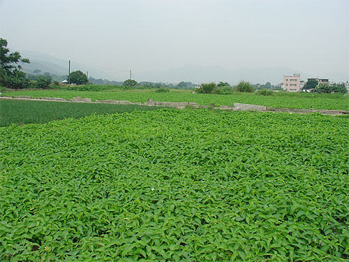  圖 