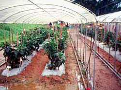 利 用 保 護 設 施 種 植 彩 色 甜 椒 