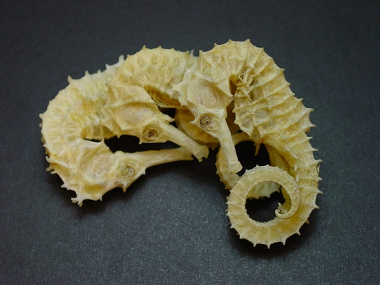 seahorse