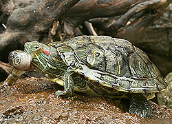 巴 西 龜 