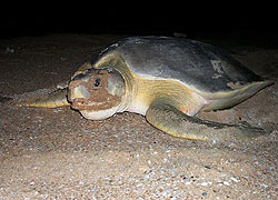 平 背 龟 , 澳 洲 