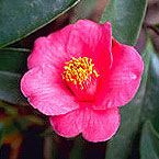  图     ：     Camellia hongkongensis  香     港     茶     