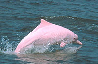  中 华 白 海 豚 护 理 计 划 