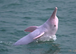  中 华 白 海 豚 