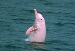  中 华 白 海 豚 