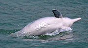  中 華 白 海 豚 