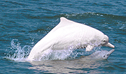  中 華 白 海 豚 