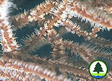  黑 珊 瑚 (in order Antipatharia) 