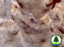  　 藍 珊 瑚 (Heliopora coerulea) 