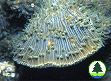  石 珊 瑚 (in order Scleractinia)