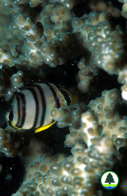  蝴 蝶 魚 幼 魚 藏 身 於 鹿 角 珊 瑚 