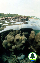  在 海 下 灣 的 珊 瑚 群 體 