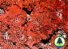  笙 珊 瑚 (in family Tubiporidae)