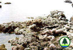  東 坪 洲 沿 岸 的 珊 瑚 群 落 