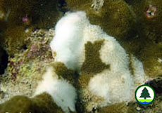  珊 瑚 白 化 