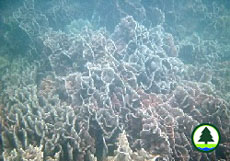  十 字 牡 丹 珊 瑚 