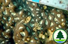  角 蜂 巢 珊 瑚 属 